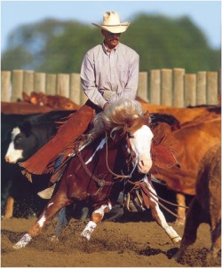 Pictures and Pedigree's - Famous Reining Horses